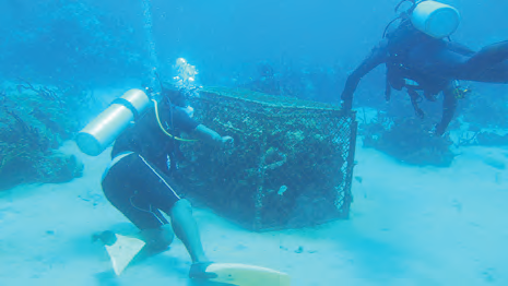 コンク貝を使用した小規模な人工魚礁の設置を支援しました。<br/>これなら、漁業者自身による作成、海底への設置が容易に行えます